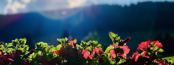 Detaillierte Infos zur Unterkunft Ferienwohnung direkt am Skihang