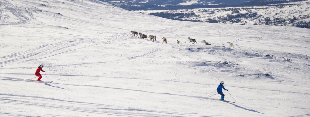 In Åre you can meet reindeer on the slopes.