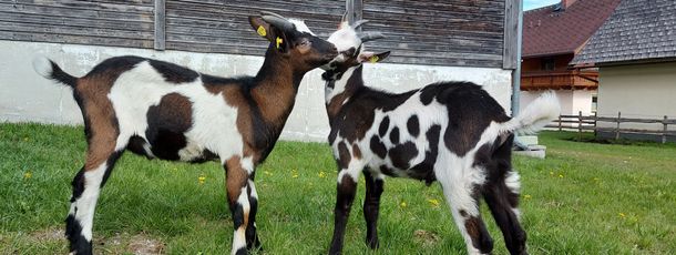 General information about your stay at Gsöllhof