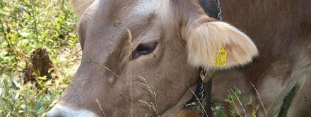 Detaillierte Infos zur Unterkunft Gasthof-Pension Posthansl