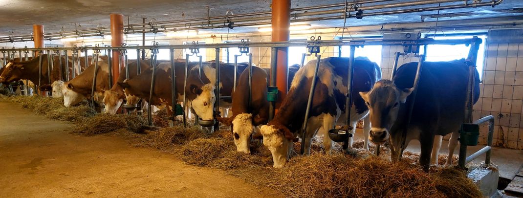 General information about your stay at Appartement Rossalm mit Sauna für 4-11 Personen