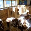 General information about your stay at Veidlerhof