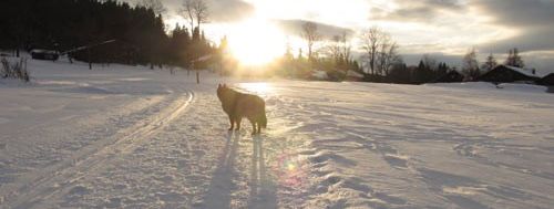 Bärenhof Hundeloipe
