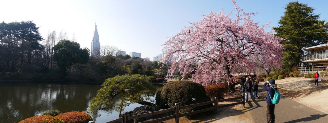 Spring in Tokyo