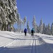 Bis zu 50 Kilometer lang sind die Loipen rund um Oberhof im Thüringer Wald.