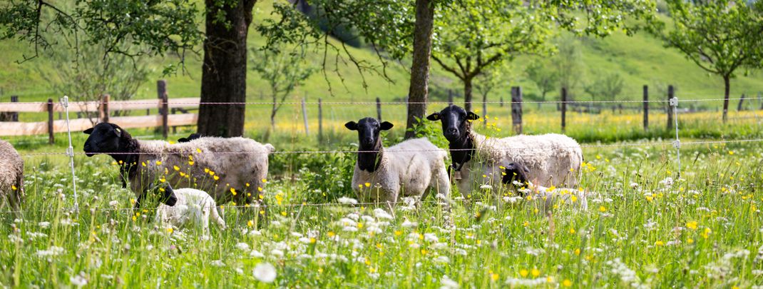 Detaillierte Infos zur Unterkunft Herzoghof