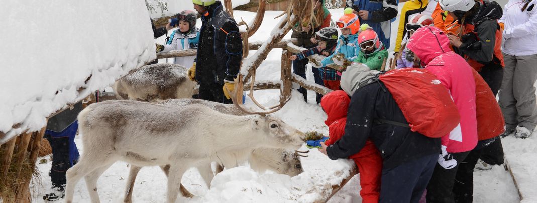 An der Bergstation Rotwand kann man die Rentiere füttern.