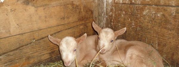 General information about your stay at Fewo Raimund Gredler