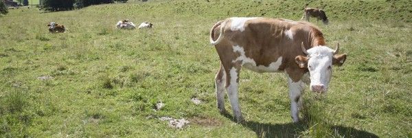 Das Zillertal von seiner genussvollen Seite