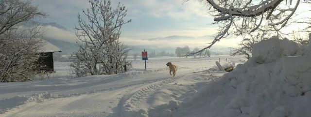 Detaillierte Infos zur Unterkunft Appartement Baby & Kinderbauernhof Stefflhof