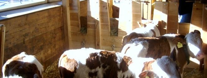 Ein Besuch im Stall