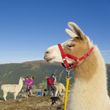 Lamawanderung am Katschberg in Kärnten und im Salzburger Land. Direkt an der Piste gilt das Basekamp als perfekter Ausgangspunkt für beeindruckende Wandertouren.