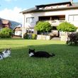 our cats - Haus Scheiblauer