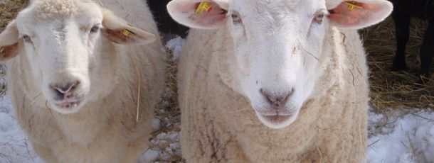 General information about your stay at Romantikgut Millinghof