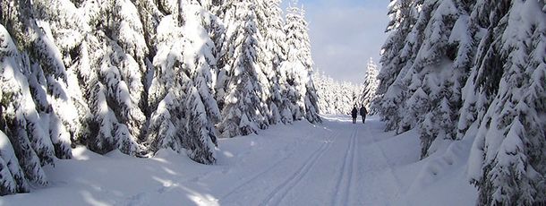 Blick auf eine Langlauf Loipe, Thüringer Wald