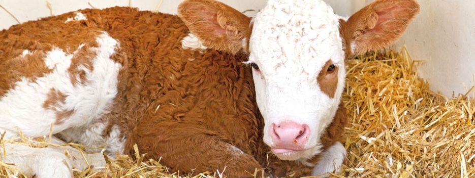 General information about your stay at Ferienhof Streidl