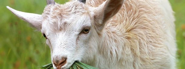 Detaillierte Infos zur Unterkunft Komfort-Familienbauernhof Zittrauerhof