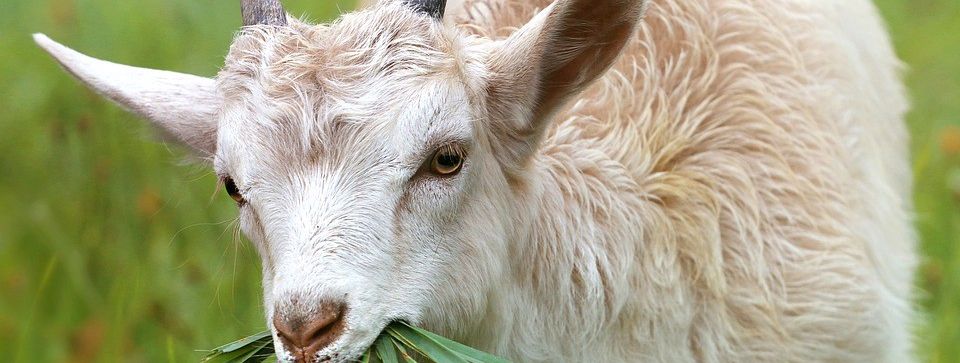 Detaillierte Infos zur Unterkunft Komfort-Familienbauernhof Zittrauerhof