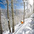 Tree skiing holds a special place in the hearts of skiers across the world.