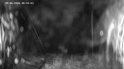 Archived webcam image showing Ladurns: Slope Ladurner Alm on 5 Jun 2026 at 00:14