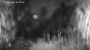 Archived webcam image showing Ladurns: Slope Ladurner Alm on 3 Aug 2026 at 04:40