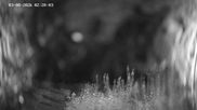 Archived webcam image showing Ladurns: Slope Ladurner Alm on 3 Aug 2026 at 02:40