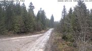 Archiviertes Webcam Bild: Kammloipe Flössweg am 12.04.2026 um 14:58 Uhr