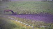 Archived webcam image showing Wildewiese Ski Resort: Sorpe Slope on 11 Jun 2026 at 07:19