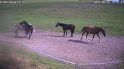 Archiviertes Webcam Bild: Wildewiese: Flutlichthang Sorpe-Abfahrt am 26.08.2026 um 14:32 Uhr
