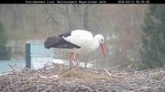 Archiviertes Webcam Bild: Bayerischer Wald: Blick auf das Storchennest in Grafenau am 12.04.2026 um 06:57 Uhr