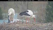Archiviertes Webcam Bild: Bayerischer Wald: Blick auf das Storchennest in Grafenau am 12.04.2026 um 08:57 Uhr
