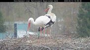Archiviertes Webcam Bild: Bayerischer Wald: Blick auf das Storchennest in Grafenau am 12.04.2026 um 14:57 Uhr