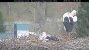 Archiviertes Webcam Bild: Bayerischer Wald: Blick auf das Storchennest in Grafenau am 12.04.2026 um 16:57 Uhr