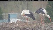 Archiviertes Webcam Bild: Bayerischer Wald: Blick auf das Storchennest in Grafenau am 12.04.2026 um 18:57 Uhr