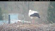 Archiviertes Webcam Bild: Bayerischer Wald: Blick auf das Storchennest in Grafenau am 13.04.2026 um 06:15 Uhr