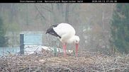Archiviertes Webcam Bild: Bayerischer Wald: Blick auf das Storchennest in Grafenau am 13.04.2026 um 07:57 Uhr