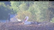 Archiviertes Webcam Bild: Bayerischer Wald: Blick auf das Storchennest in Grafenau am 28.05.2026 um 06:07 Uhr