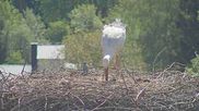 Archiviertes Webcam Bild: Bayerischer Wald: Blick auf das Storchennest in Grafenau am 28.05.2026 um 10:07 Uhr