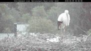 Archiviertes Webcam Bild: Bayerischer Wald: Blick auf das Storchennest in Grafenau am 09.06.2026 um 04:39 Uhr