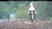 Archiviertes Webcam Bild: Bayerischer Wald: Blick auf das Storchennest in Grafenau am 09.06.2026 um 10:39 Uhr
