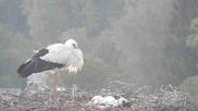 Archived webcam image showing Stork Nest at the Bavarian Forest National Park on 18 Jun 2026 at 04:20