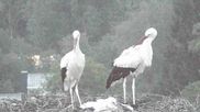 Archived webcam image showing Stork Nest at the Bavarian Forest National Park on 1 Jul 2026 at 04:47