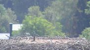 Archived webcam image showing Stork Nest at the Bavarian Forest National Park on 8 Aug 2026 at 10:21
