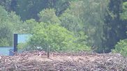 Archived webcam image showing Stork Nest at the Bavarian Forest National Park on 8 Aug 2026 at 12:21