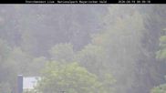 Archived webcam image showing Stork Nest at the Bavarian Forest National Park on 19 Aug 2026 at 06:27