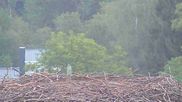 Archiviertes Webcam Bild: Bayerischer Wald: Blick auf das Storchennest in Grafenau am 26.08.2026 um 06:04 Uhr