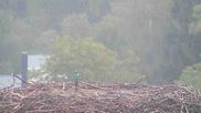 Archived webcam image showing Stork Nest at the Bavarian Forest National Park on 17 Sep 2026 at 06:56