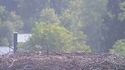Archived webcam image showing Stork Nest at the Bavarian Forest National Park on 17 Sep 2026 at 10:56