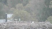 Archived webcam image showing Stork Nest at the Bavarian Forest National Park on 22 Sep 2026 at 06:54