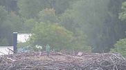 Archived webcam image showing Stork Nest at the Bavarian Forest National Park on 22 Sep 2026 at 07:54